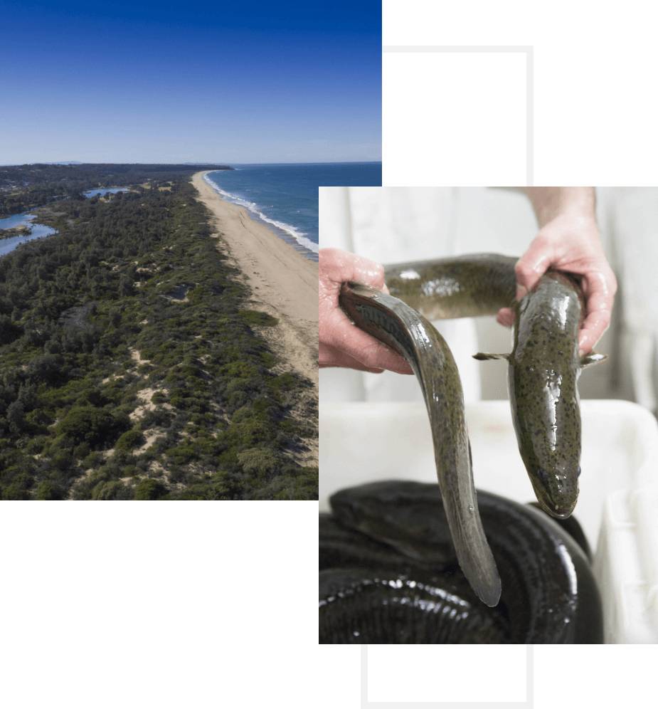 Southern Eels Australia harvests